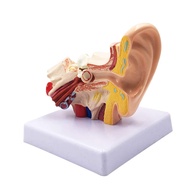 1.5X Human Ear Anatomy Model - Professional Desktop Inner Ear Structure Simulation Model for Educati