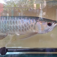 arwana golden crossback