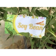 Soya Bean Garden Plant Signage