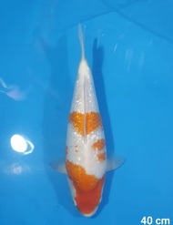 Ikan Koi Ginrin Kohaku Import Jepang Sertifikat Shinoda Code 47