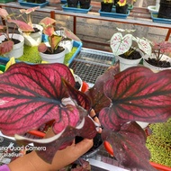 Bibit Caladium/Keladi Red Stone