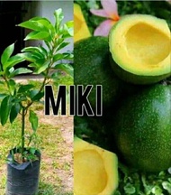 Bibit Alpukat Miki  okulasi  atao cangkok