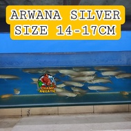 ARWANA SILVER BRAZIL MURAH / ARWANA SILVER / ARWANA SILVER BRAZIL