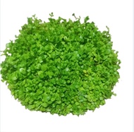 Monte Carlo carpet seed rumput dasar akuarium hiasan akuarium tanaman Aquascape