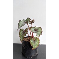 Begonia Keong Silver Bibit - Tanaman Begonia Keong Silver