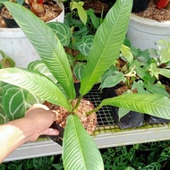 philodendron linet tanaman