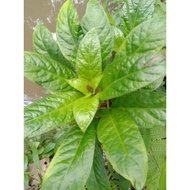 Best rendeu coel herbal best cheapest 50 grams DN