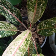 ♞,♘aglaonema / aglaonema in different varieties