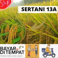 Benih Padi MSP Sertani 13 Premium / Bibit Padi Sertani 13 Berkualitas 5kg