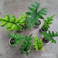 Alocasia Jacklyn Philodendron gloriosum mamei verrucosum Anthurium regale Real live plant