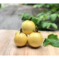 ( S size ) Panama Golden Rose Passion Fruit  ( 1kg ~ 3kg ) ( direct from farm )