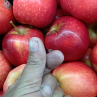 buah apel pacific rose 1kg