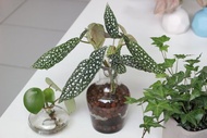 水培植栽│白冰秋海棠_室內植物 辦公室盆栽 店內擺設 送禮