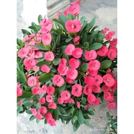 POKOK MAHKOTA BERDURI MERAH PINK