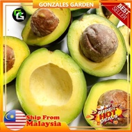 Ready Stock Anak Pokok Avocado Buccaneers Avocado Mentega Grafted Pokok Kawin