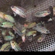 ikan Louhan kamfa F2 little mermaid ori Thailand ukuran 2-3 cm.