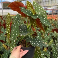 Plantsman | Begonia Maculata Wightii 鱒魚秋海棠