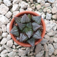 Haworthia Atrofusca Mutant (Watermelon Haworthia) 西瓜寿 Succulents &amp; Cacti