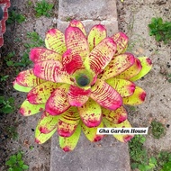 Neo Valentine id tahan panas - Bromeliad Gha Garden House