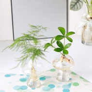 水培植栽│幸運鐵樹_室內植物 辦公室盆栽 店內擺設 送禮