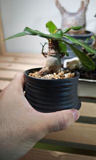 象鼻大戟