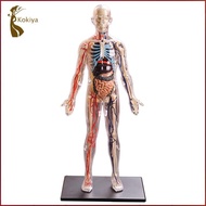 [kokiya] Interactive Human Body Fully Anatomy Figure Human Body Model for Kids Anatomy