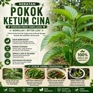 Keratan Pokok Bismillah / Bitter Leaf / Pokok Ketum Cina / Pokok Africa / Pokok Ajaib