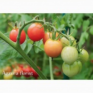 Tanaman tomat Cherry siap berbuah / pohon tomat Cherry siap berbuah