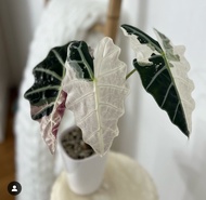 bibit bonggol alocasia amazonica varigata / alokasia amazon