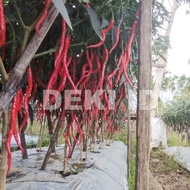 Benih Cabe Awe Aceh Bibit Cmk Cabai Merah Keriting 10 Gram