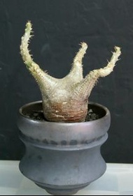 原地席巴女王之玉櫛