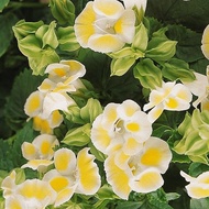 100 เมล็ด ดอกแววมยุรา ดอกไม้ทานได้ แววมยุรา ทอรีเนีย Torenia สายพันธุ์ Kauai Lemon