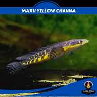 Maru Yellow Channa | 3 INCH