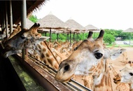 曼谷自由行-塞福瑞野生動物園、海洋公園一日遊｜贈園區來回接送及自助午餐｜高雄出發