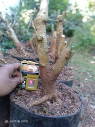 Bahan bonsai anting putri bonggol uk medium prospek