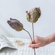 LaFloria®Dried Lotus/ Real Lotus Flower/ Dry Lotus Flower✔️ 100% Hand Picked Real ✔️ Lotus Free Ship