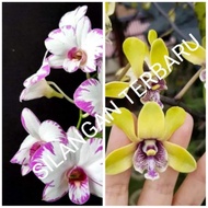 BOTOLAN ANGGREK DENDROBIUM ENOBI X DENDROBIUM BESI