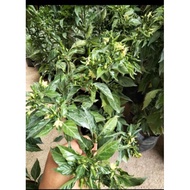 SILI LABUYO / CHILI LABUYO