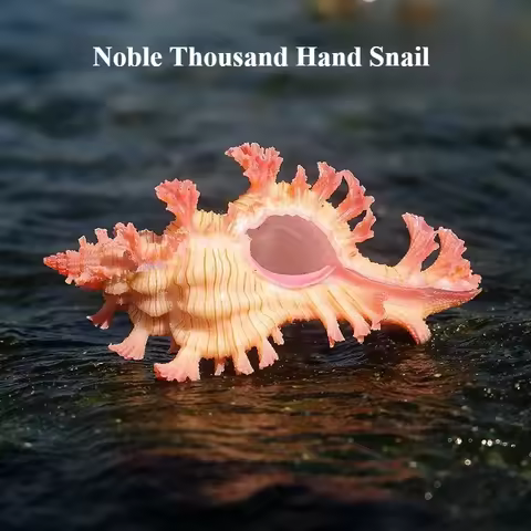 Noble Thousand-handed Snail Natural Conch Shell Rare Specimen Snail Home Window Ornament Fish Tank L