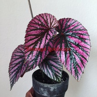 begonia walet / begonia brevirimosa - tanaman hias begonia walet