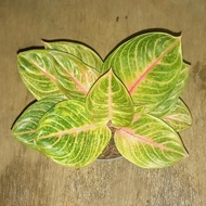 [Dijual] Tanaman hias aglaonema / aglonema pasopati realpict -Ctz