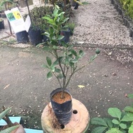 Anak pokok limau kasturi