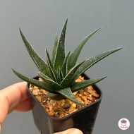 ฮาโวเทีย ม้าเขียว Haworthia Herbacea ไม้อวบน้ำ กุหลาบหิน Cactus&amp;Succulent