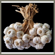 ♚ ❂ ♝ 1kg Medium Native Ilocos Bawang (Bundled per kilo)