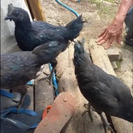 AYAM CEMANI SI HITAM READY ANAK BIBIT OR BIANG INDUKAN JANTAN BETINA