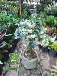 tanaman hias bougenville putih / batang besar / taman bougenville