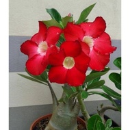 bibit tanaman adenium bunga merah bonggol besar bahan bonsai kamboja