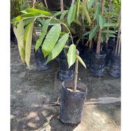 MC - ANAK POKOK DURIAN D24