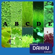 Aquarium Plant Seed Water Grass Foreground Aquatic Plants Carpet Plant Seed,fish aquarium,guppy bett