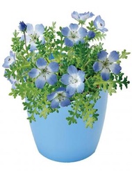 SEISHIN - 藍色天空之花盒子